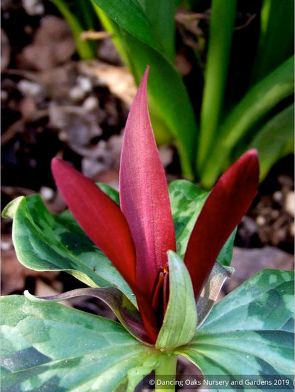 Perennials ~ Trillium kurabayashii, NW Native Trillium ~ Dancing Oaks Nursery and Gardens ~ Retail Nursery ~ Mail Order Nursery