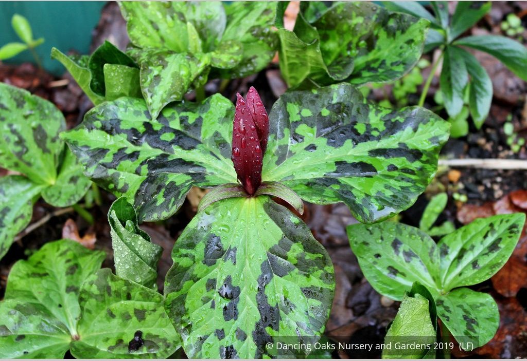 Perennials ~ Trillium kurabayashii, NW Native Trillium ~ Dancing Oaks Nursery and Gardens ~ Retail Nursery ~ Mail Order Nursery