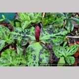 Perennials ~ Trillium kurabayashii, NW Native Trillium ~ Dancing Oaks Nursery and Gardens ~ Retail Nursery ~ Mail Order Nursery