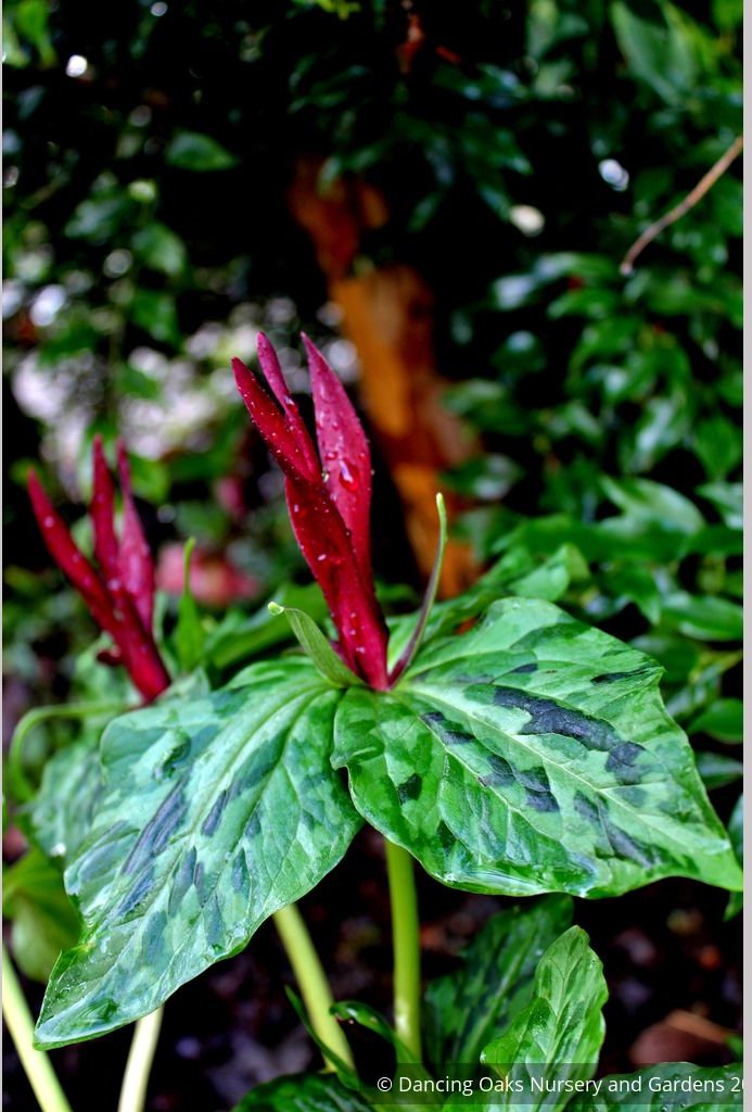 Perennials ~ Trillium kurabayashii, NW Native Trillium ~ Dancing Oaks Nursery and Gardens ~ Retail Nursery ~ Mail Order Nursery