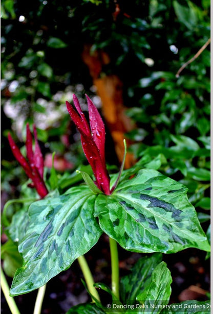 Perennials ~ Trillium kurabayashii, NW Native Trillium ~ Dancing Oaks Nursery and Gardens ~ Retail Nursery ~ Mail Order Nursery