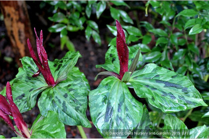 Perennials ~ Trillium kurabayashii, NW Native Trillium ~ Dancing Oaks Nursery and Gardens ~ Retail Nursery ~ Mail Order Nursery