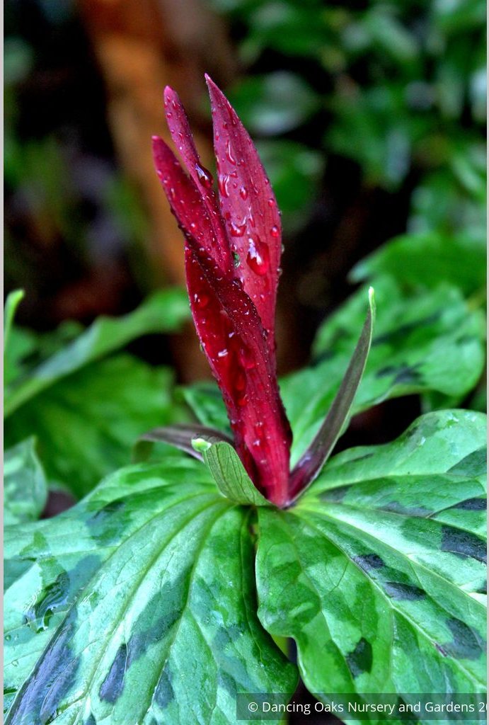 Perennials ~ Trillium kurabayashii, NW Native Trillium ~ Dancing Oaks Nursery and Gardens ~ Retail Nursery ~ Mail Order Nursery