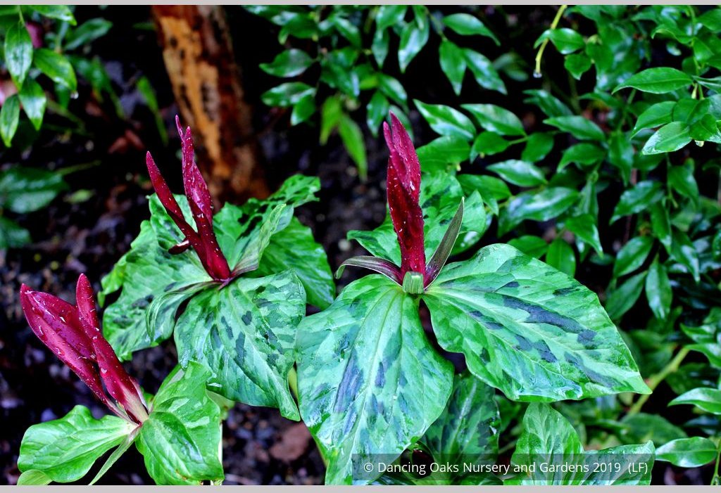 Perennials ~ Trillium kurabayashii, NW Native Trillium ~ Dancing Oaks Nursery and Gardens ~ Retail Nursery ~ Mail Order Nursery