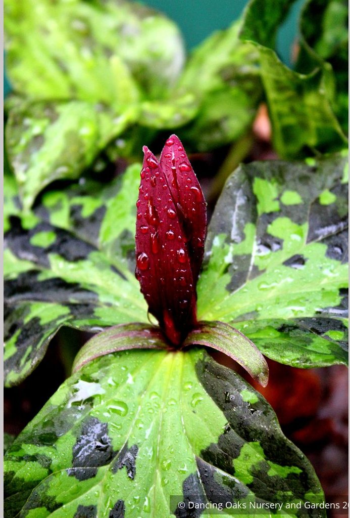 Perennials ~ Trillium kurabayashii, NW Native Trillium ~ Dancing Oaks Nursery and Gardens ~ Retail Nursery ~ Mail Order Nursery