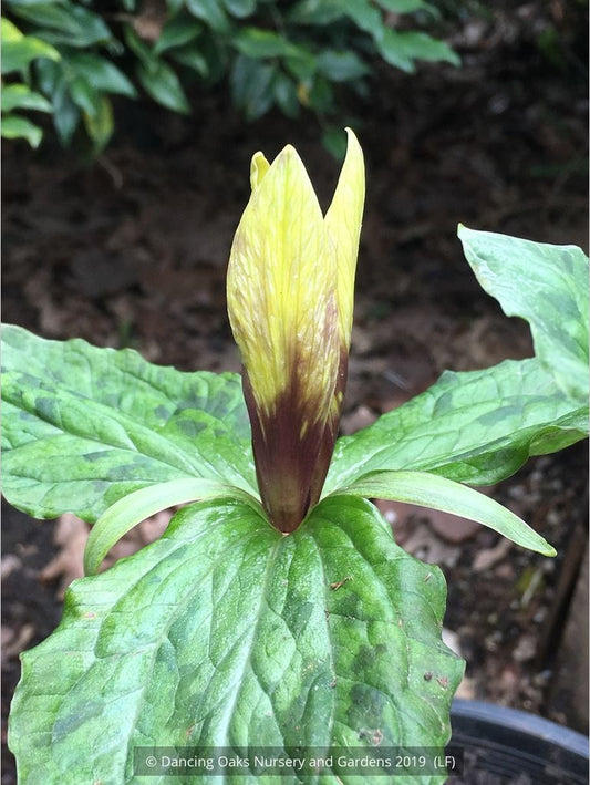 Perennials ~ Trillium kurabayashii Yellow Seedling, NW Native Trillium ~ Dancing Oaks Nursery and Gardens ~ Retail Nursery ~ Mail Order Nursery