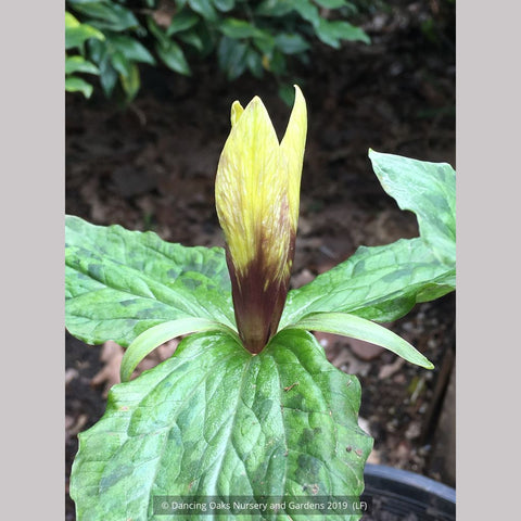 Perennials ~ Trillium kurabayashii Yellow Seedling, NW Native Trillium ~ Dancing Oaks Nursery and Gardens ~ Retail Nursery ~ Mail Order Nursery