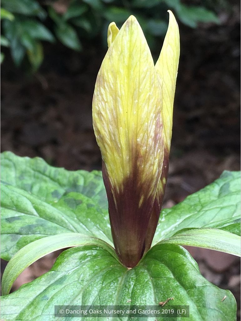 Perennials ~ Trillium kurabayashii Yellow Seedling, NW Native Trillium ~ Dancing Oaks Nursery and Gardens ~ Retail Nursery ~ Mail Order Nursery