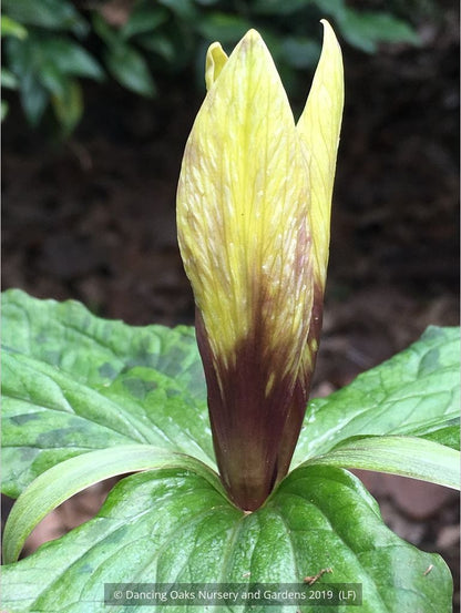 Perennials ~ Trillium kurabayashii Yellow Seedling, NW Native Trillium ~ Dancing Oaks Nursery and Gardens ~ Retail Nursery ~ Mail Order Nursery