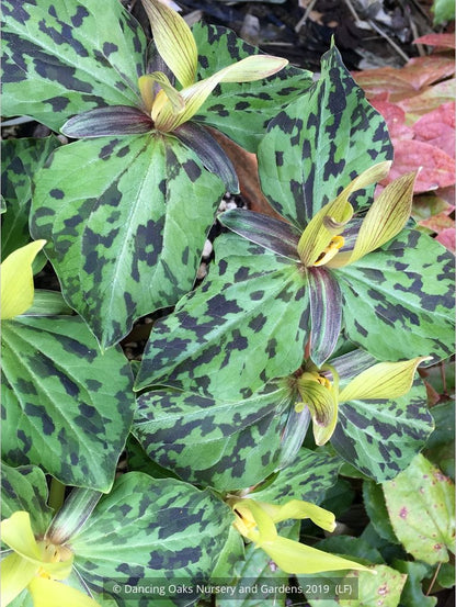 Perennials ~ Trillium kurabayashii Yellow Seedling, NW Native Trillium ~ Dancing Oaks Nursery and Gardens ~ Retail Nursery ~ Mail Order Nursery