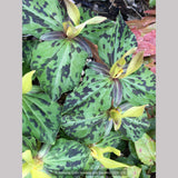 Perennials ~ Trillium kurabayashii Yellow Seedling, NW Native Trillium ~ Dancing Oaks Nursery and Gardens ~ Retail Nursery ~ Mail Order Nursery