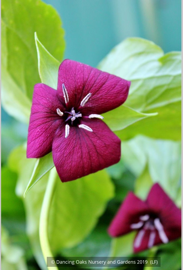 Perennials ~ Trillium vaseyi, Sweet Beth ~ Dancing Oaks Nursery and Gardens ~ Retail Nursery ~ Mail Order Nursery