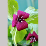 Perennials ~ Trillium vaseyi, Sweet Beth ~ Dancing Oaks Nursery and Gardens ~ Retail Nursery ~ Mail Order Nursery