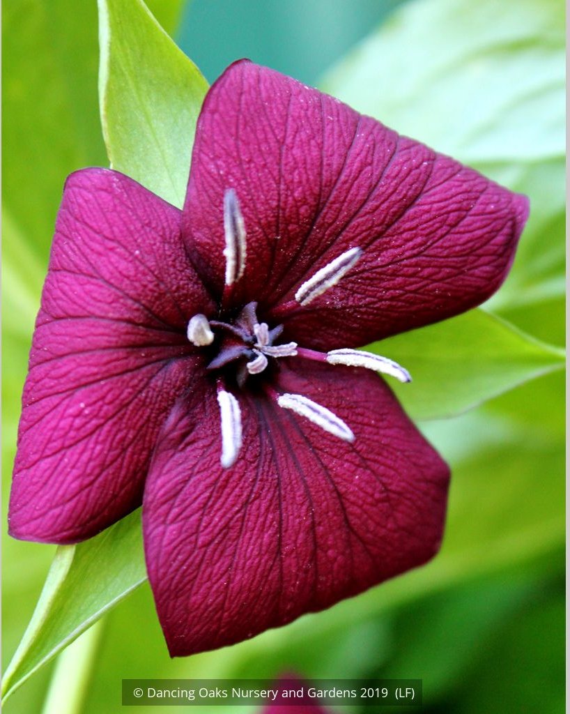 Perennials ~ Trillium vaseyi, Sweet Beth ~ Dancing Oaks Nursery and Gardens ~ Retail Nursery ~ Mail Order Nursery