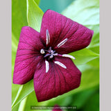 Perennials ~ Trillium vaseyi, Sweet Beth ~ Dancing Oaks Nursery and Gardens ~ Retail Nursery ~ Mail Order Nursery