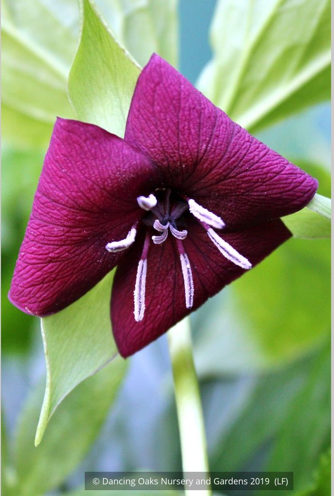 Perennials ~ Trillium vaseyi, Sweet Beth ~ Dancing Oaks Nursery and Gardens ~ Retail Nursery ~ Mail Order Nursery
