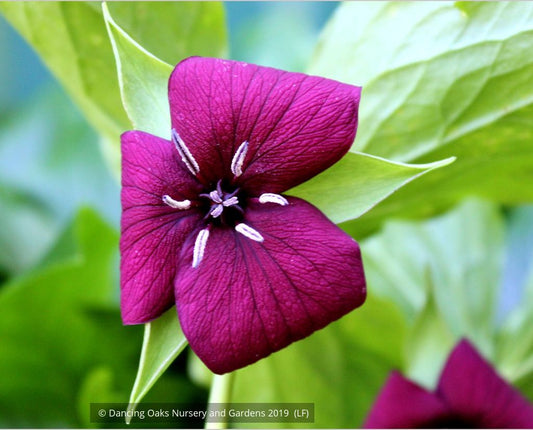 Perennials ~ Trillium vaseyi, Sweet Beth ~ Dancing Oaks Nursery and Gardens ~ Retail Nursery ~ Mail Order Nursery