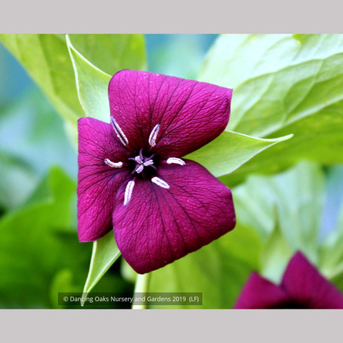 Perennials ~ Trillium vaseyi, Sweet Beth ~ Dancing Oaks Nursery and Gardens ~ Retail Nursery ~ Mail Order Nursery