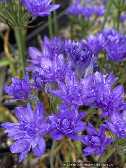 Triteleia 'Aquarius'