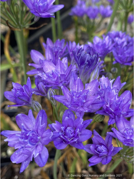 Triteleia 'Aquarius'
