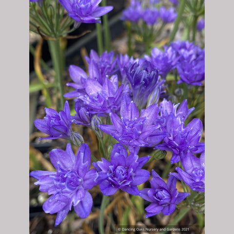 Triteleia 'Aquarius'