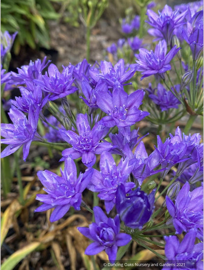 Triteleia 'Aquarius'