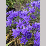 Triteleia 'Aquarius'