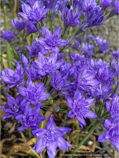 Triteleia 'Aquarius'