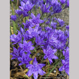 Triteleia 'Aquarius'