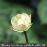 Perennials ~ Trollius x cultorum 'Alabaster', Globeflower ~ Dancing Oaks Nursery and Gardens ~ Retail Nursery ~ Mail Order Nursery
