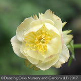 Perennials ~ Trollius x cultorum 'Alabaster', Globeflower ~ Dancing Oaks Nursery and Gardens ~ Retail Nursery ~ Mail Order Nursery
