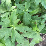 Perennials ~ Trollius x cultorum 'Cheddar', Globeflower ~ Dancing Oaks Nursery and Gardens ~ Retail Nursery ~ Mail Order Nursery