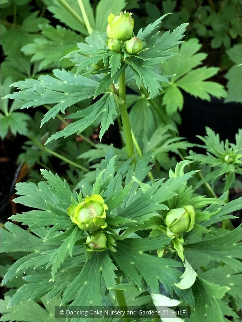 Perennials ~ Trollius chinensis 'Golden Queen', Globeflower ~ Dancing Oaks Nursery and Gardens ~ Retail Nursery ~ Mail Order Nursery