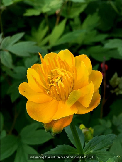 Perennials ~ Trollius chinensis 'Golden Queen', Globeflower ~ Dancing Oaks Nursery and Gardens ~ Retail Nursery ~ Mail Order Nursery