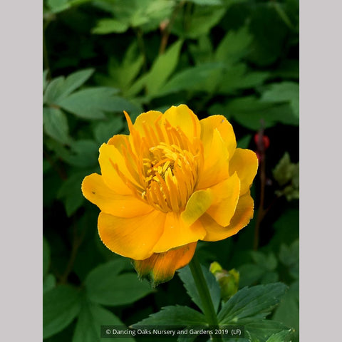 Perennials ~ Trollius chinensis 'Golden Queen', Globeflower ~ Dancing Oaks Nursery and Gardens ~ Retail Nursery ~ Mail Order Nursery