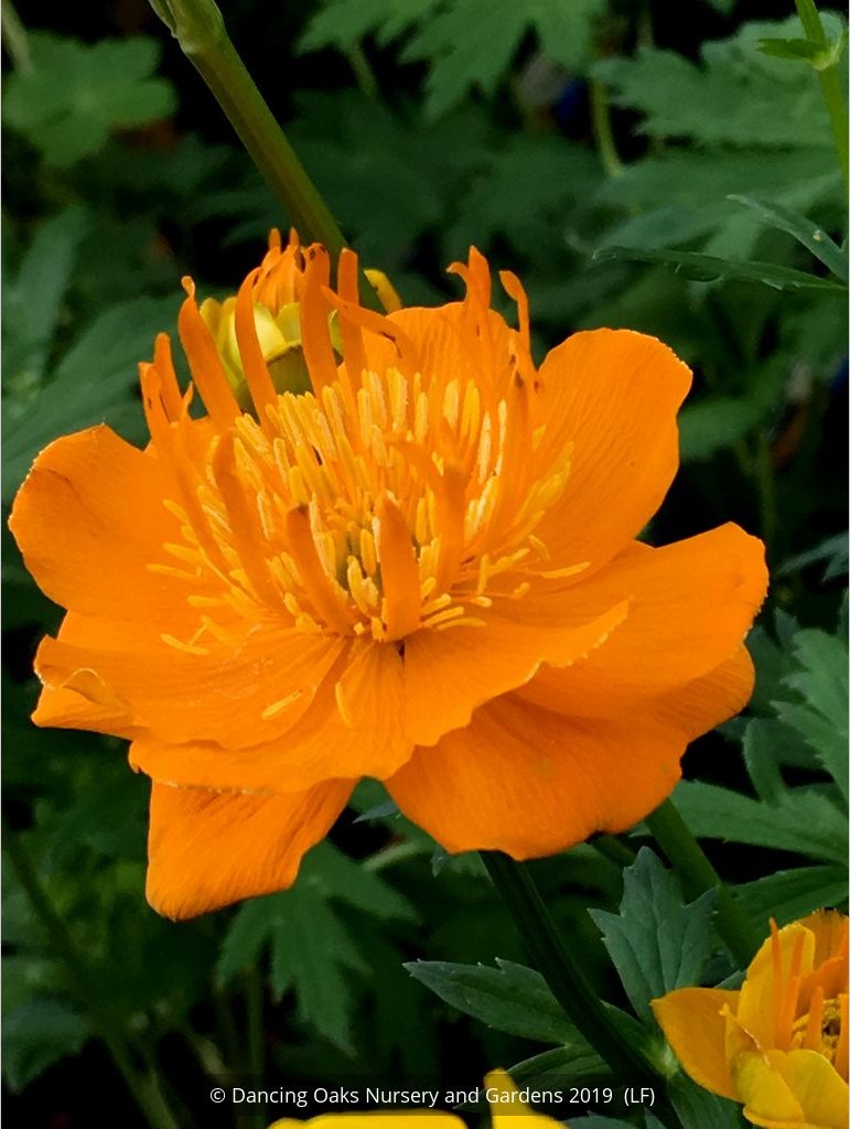 Perennials ~ Trollius chinensis 'Golden Queen', Globeflower ~ Dancing Oaks Nursery and Gardens ~ Retail Nursery ~ Mail Order Nursery