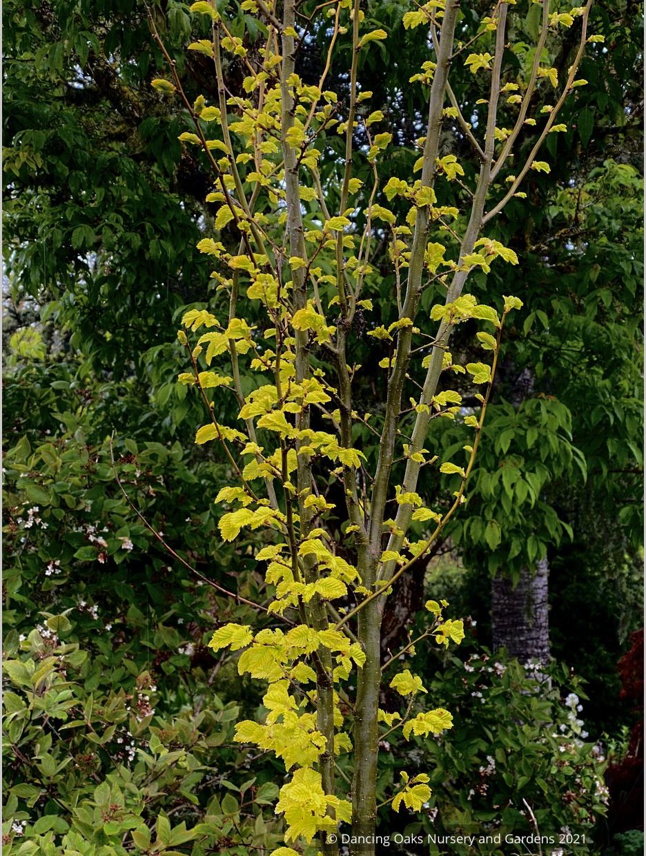 Ulmus x hollandica 'Wredei' (syn. 'Dampieri Aurea'), Golden Elm