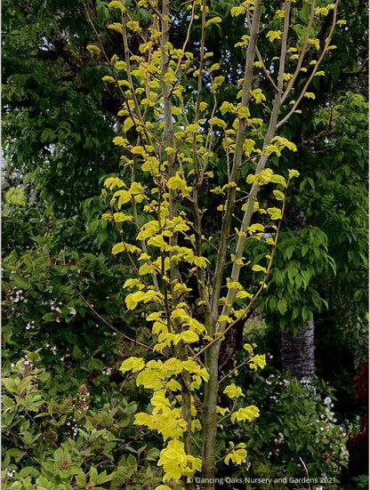 Ulmus x hollandica 'Wredei' (syn. 'Dampieri Aurea'), Golden Elm