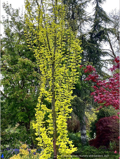 Ulmus x hollandica 'Wredei' (syn. 'Dampieri Aurea'), Golden Elm