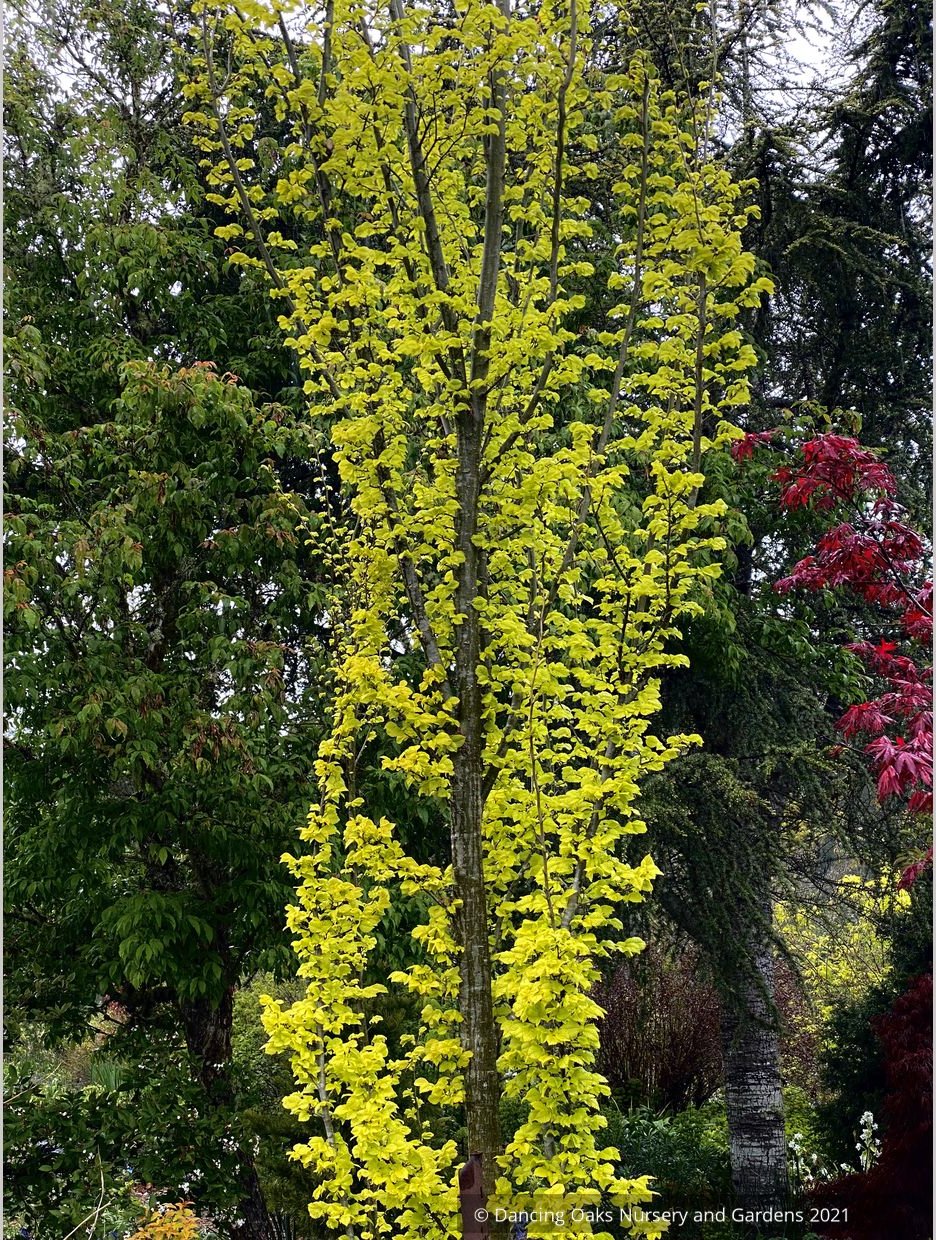 Ulmus x hollandica 'Wredei' (syn. 'Dampieri Aurea'), Golden Elm