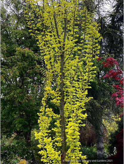 Ulmus x hollandica 'Wredei' (syn. 'Dampieri Aurea'), Golden Elm