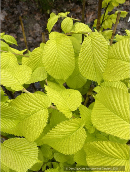 Ulmus procera 'Aurea', Golden English Elm