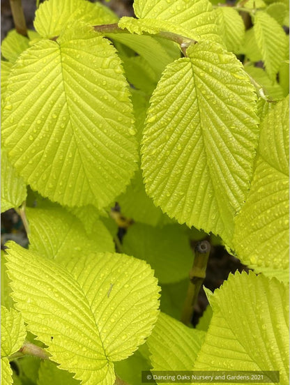 Ulmus procera 'Aurea', Golden English Elm