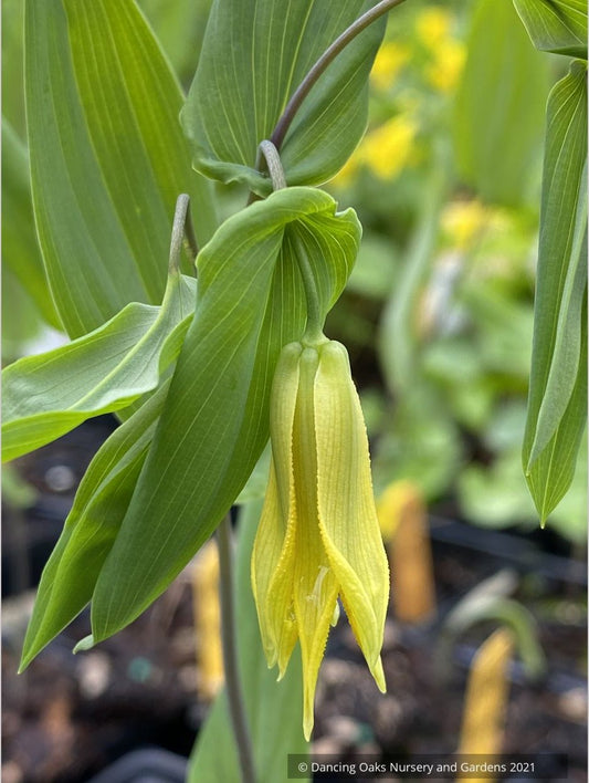 Uvularia perfoliata, Perfoliate Bellwort