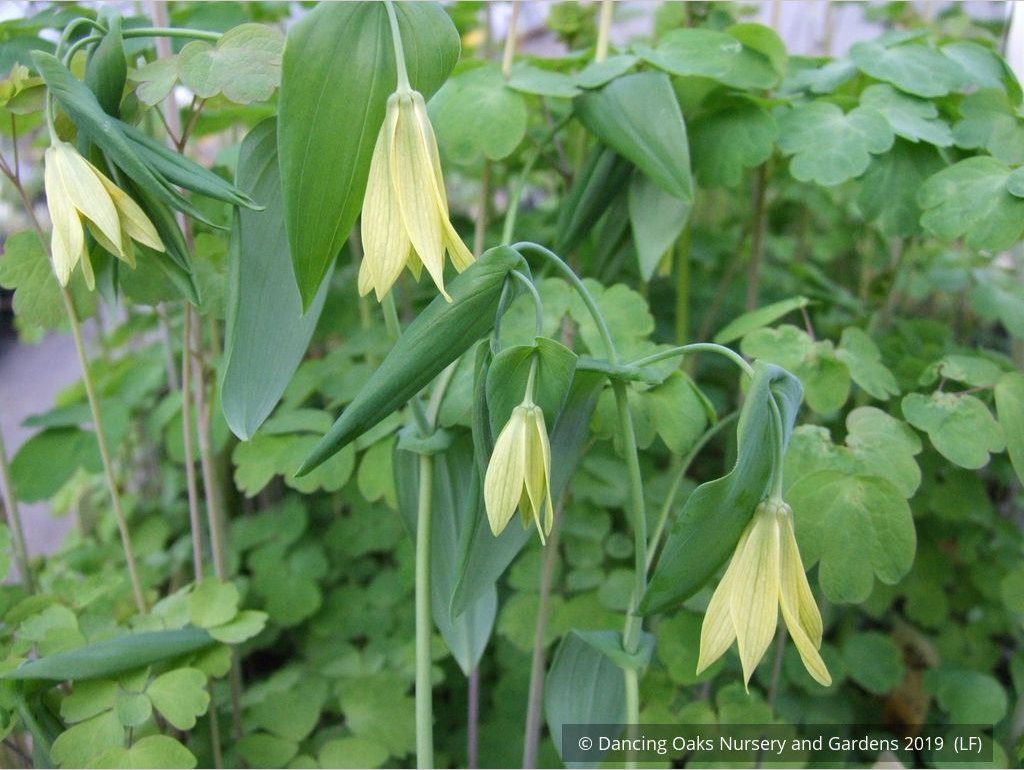 Perennials ~ Uvularia grandiflora, Great Merry Bells ~ Dancing Oaks Nursery and Gardens ~ Retail Nursery ~ Mail Order Nursery