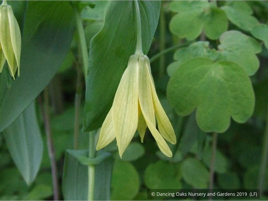 Perennials ~ Uvularia grandiflora, Great Merry Bells ~ Dancing Oaks Nursery and Gardens ~ Retail Nursery ~ Mail Order Nursery