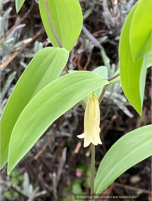 Perennials ~ Uvularia sessilifolia 'Little Merrybells' ~ Dancing Oaks Nursery and Gardens ~ Retail Nursery ~ Mail Order Nursery