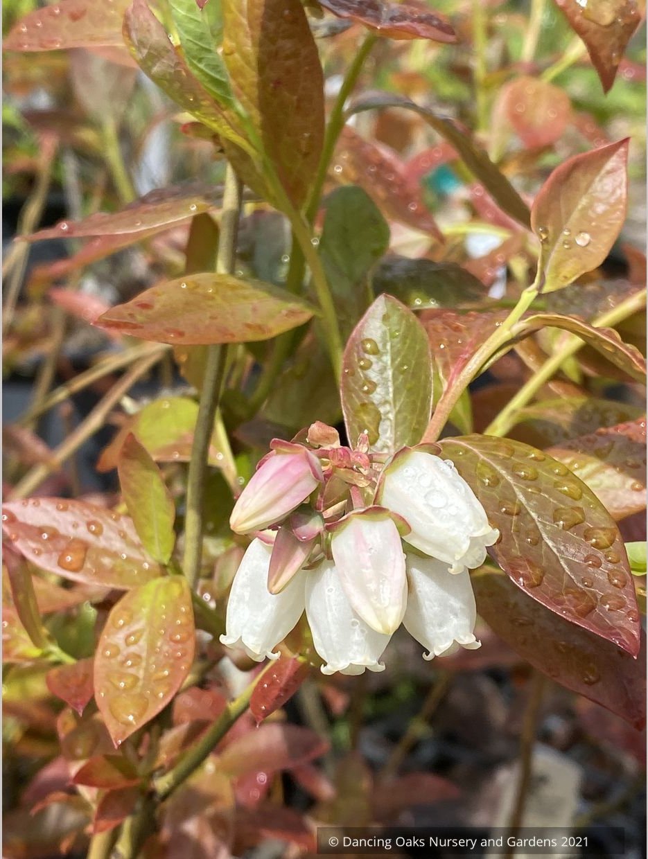 Vaccinium corymbosom 'Chandler', Blueberry, No shipping GA, MI, WA