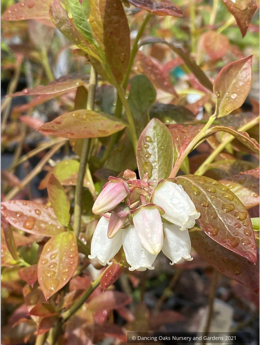 Vaccinium corymbosom 'Chandler', Blueberry, No shipping GA, MI, WA