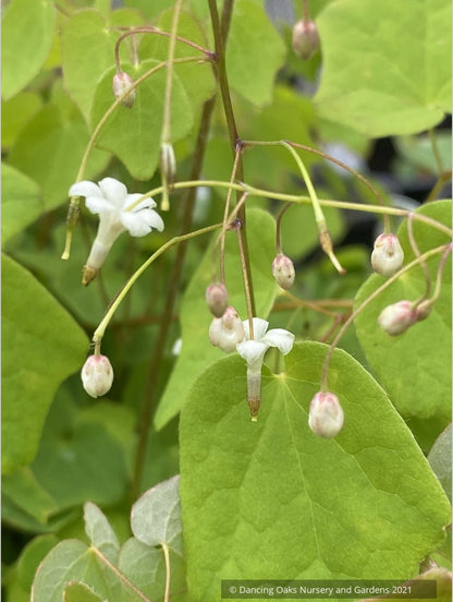 Vancouveria hexandra, Insideout Flower or Duck's Foot